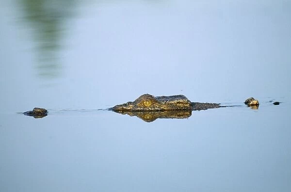 Saltwater  /  Estuarine Crocodile Kakdu National Park, Northern Territory, Australia