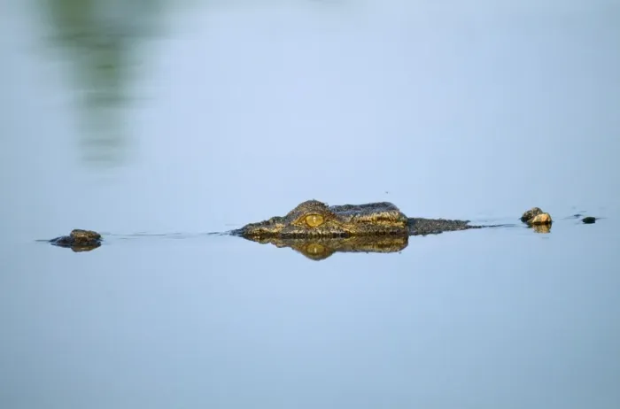 Framed Print : Saltwater / Estuarine Crocodile Kakdu National Park, Northern Territory, Australia Framed Print : Saltwater / Estuarine Crocodile Kakdu National Park, Northern Territory, Australia