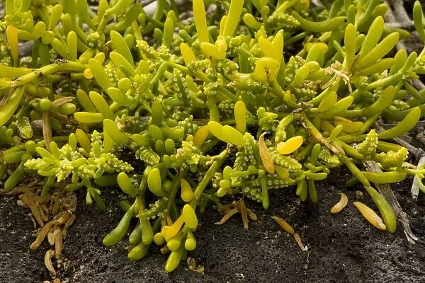 Saltwort (Batis maritima), a widespread tropical seashore plant; Florean, Galapagos