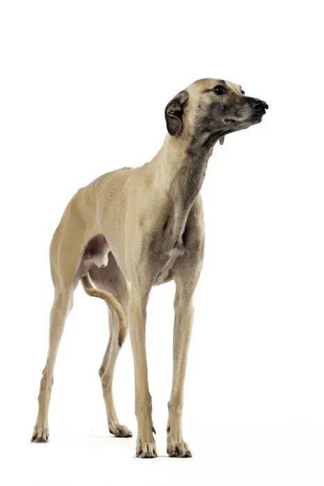 Framed Print : Saluki Dog - also known as the Royal Dog of Egypt and Persian Greyhound Framed Print : Saluki Dog - also known as the Royal Dog of Egypt and Persian Greyhound