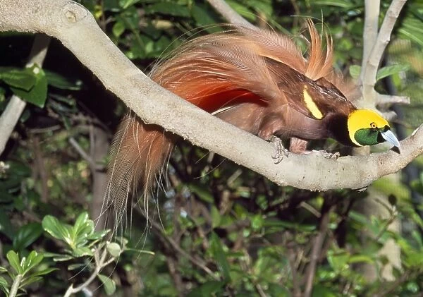 Salvadori's Bird of Paradise - female Papua New Guinea