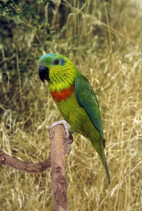 Framed Print : Salvadori's Fig Parrot Framed Print : Salvadori's Fig Parrot