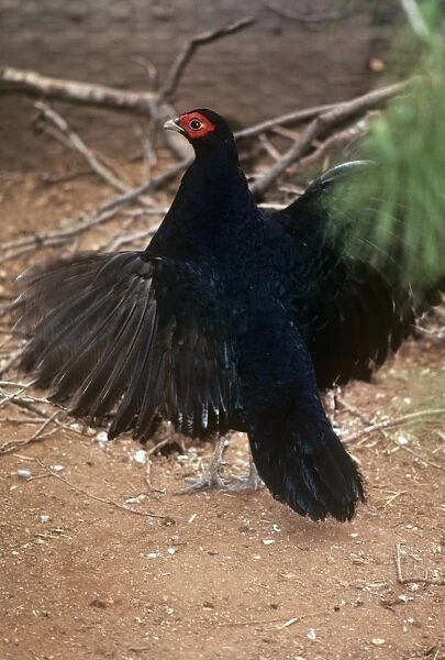 Salvadori's Pheasant - male, display