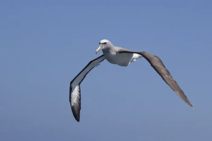 Framed Print : Salvin's Albatross - in flight - offshore from Kaikoura, South Island, New Zealand Framed Print : Salvin's Albatross - in flight - offshore from Kaikoura, South Island, New Zealand