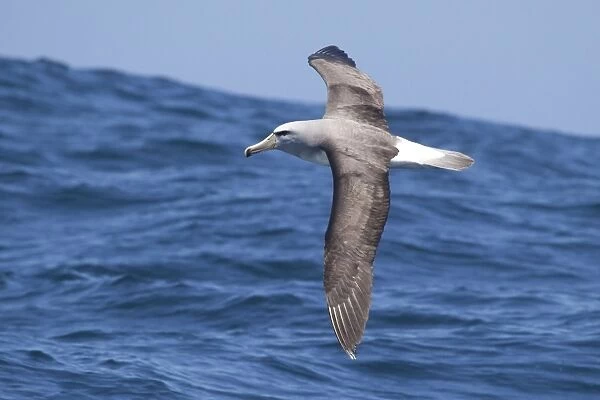 Salvin's Albatross - in flight over sea - offshore from Kaikoura - South Island - New Zealand