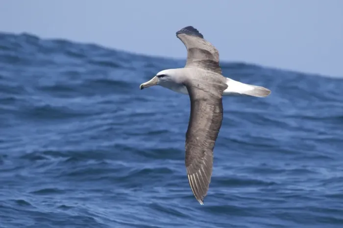 Framed Print : Salvin's Albatross - in flight over sea - offshore from Kaikoura - South Island - New Zealand Framed Print : Salvin's Albatross - in flight over sea - offshore from Kaikoura - South Island - New Zealand