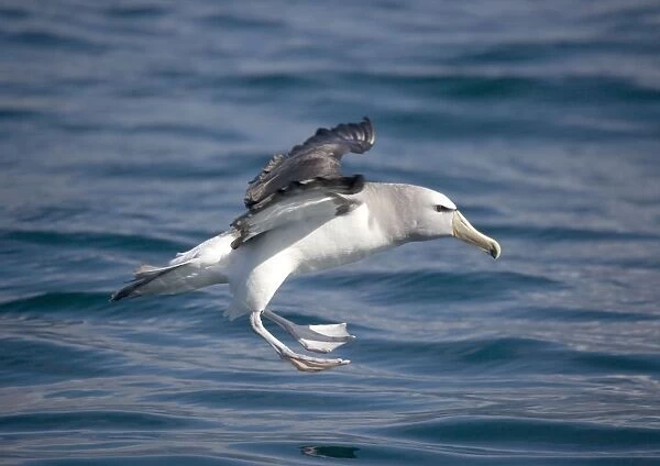 Salvin's Albatross  /  Mollymawk - in flight (formerly a variety of shy mollymawk) near Kaikoura South Island New Zealand. Also classified as Thalassarche salvini