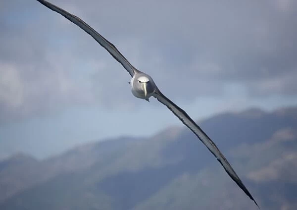 Salvin's albatross  /  Mollymawk - in flight (formerly a variety of shy mollymawk) near Kaikoura South Island New Zealand. Also classified as Thalassarche salvini