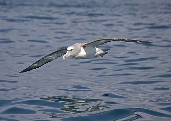 Salvin's albatross or mollymawk, in flight (formerly a variety of shy mollymawk); near Kaikoura, South Island, New Zealand