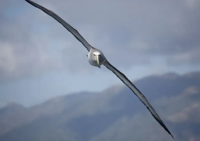Framed Print : Salvin's albatross / Mollymawk - in flight (formerly a variety of shy mollymawk) near Kaikoura South Island New Zealand. Also classified as Thalassarche salvini Framed Print : Salvin's albatross / Mollymawk - in flight (formerly a variety of shy mollymawk) near Kaikoura South Island New Zealand. Also classified as Thalassarche salvini