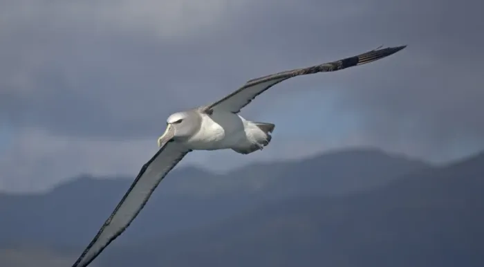 Framed Print : Salvin's albatross or mollymawk, in flight (formerly a variety of shy mollymawk); near Kaikoura, South Island, New Zealand Framed Print : Salvin's albatross or mollymawk, in flight (formerly a variety of shy mollymawk); near Kaikoura, South Island, New Zealand