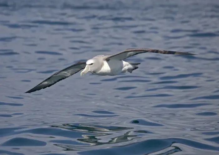 Framed Print : Salvin's albatross or mollymawk, in flight (formerly a variety of shy mollymawk); near Kaikoura, South Island, New Zealand Framed Print : Salvin's albatross or mollymawk, in flight (formerly a variety of shy mollymawk); near Kaikoura, South Island, New Zealand