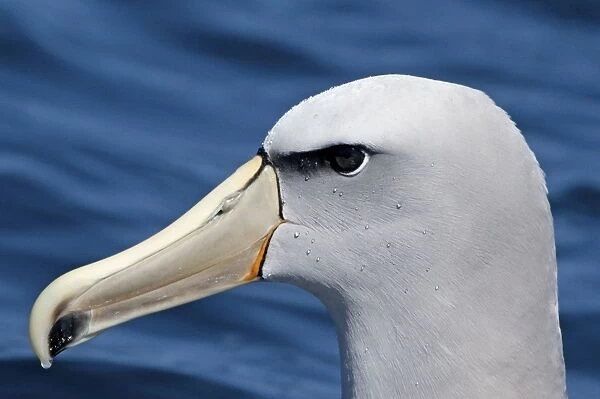 Salvin's Albatross - offshore from Kaikoura - South Island - New Zealand