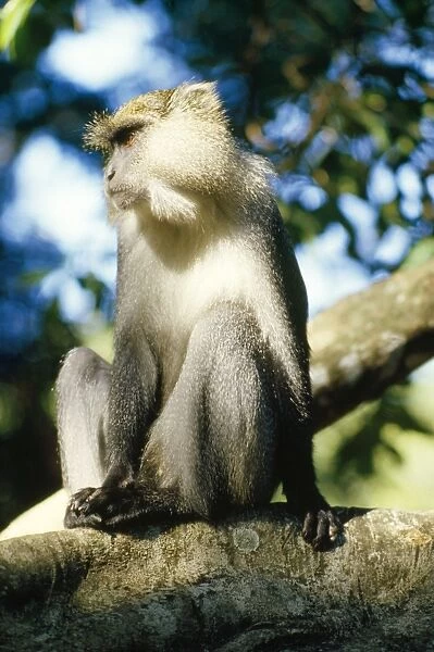 Samango Monkey South Africa
