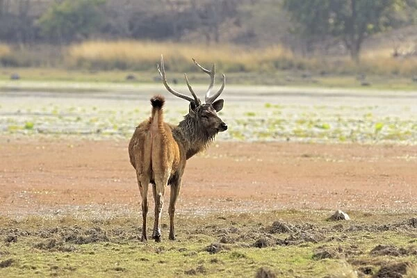Sambar Deer - alert Stag Ranthambhor National Park, India