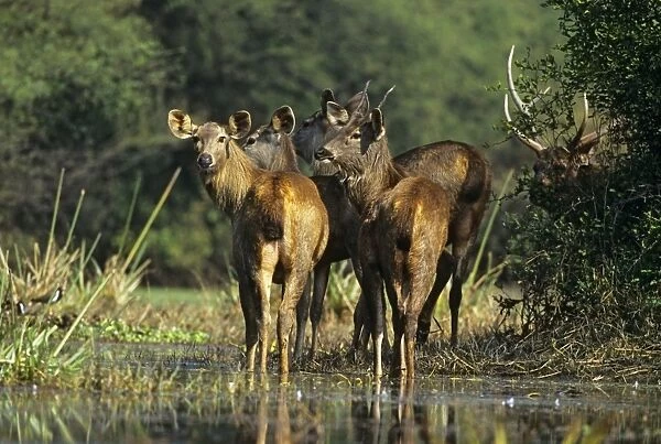 Sambar Deer - herd in wetland. India