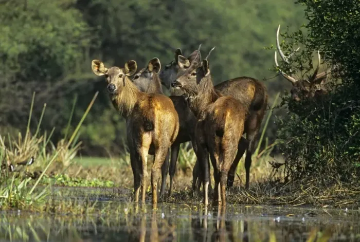 Framed Print : Sambar Deer - herd in wetland. India Framed Print : Sambar Deer - herd in wetland. India