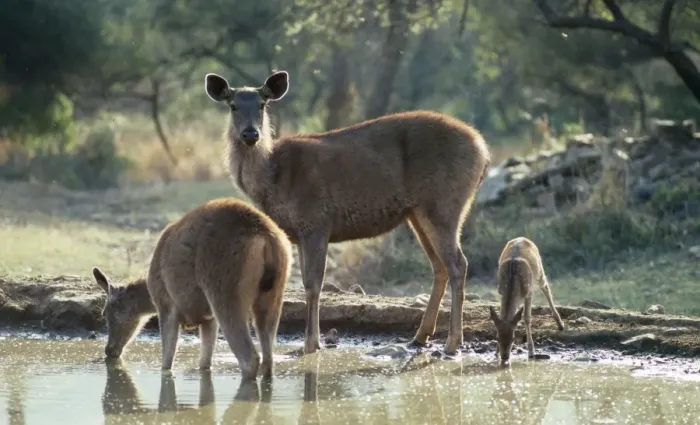 Framed Print : Sambar Deer - & Spotted Deer (Axis axis) at water hole Framed Print : Sambar Deer - & Spotted Deer (Axis axis) at water hole