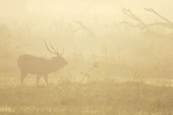 Sambar Deer - stag in mist - Keoladeo Ghana National Park Bharatpur - Rajasthan - India MA001885