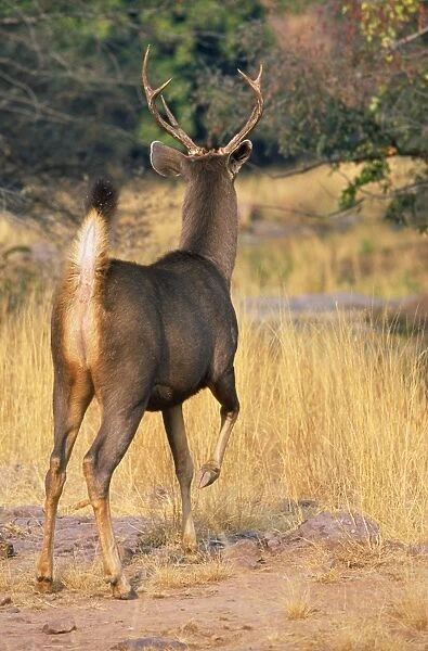 Sambar Deer - stag signaling danger with foot stamp (alarm signal). Ranthambhor National Park, India