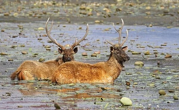 Sambar Deer - Stags in lake Rajbagh, Ranthambhor National Park, India
