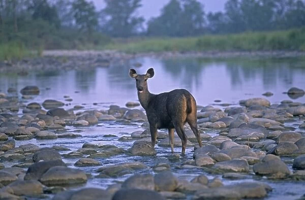Sambar in the river Ramganga, Corbett National Park, India