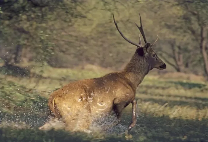 Framed Print : Sambar Stag runing through the wetland, Keoladeo National Park, India