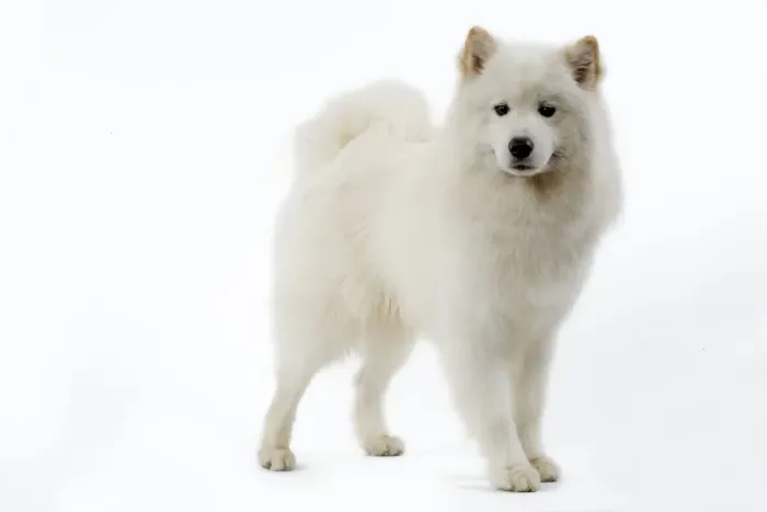 Framed Print : Samoyed. LA-3538. Dog - Samoyed. Jean Michel Labat Framed Print : Samoyed. LA-3538. Dog - Samoyed. Jean Michel Labat