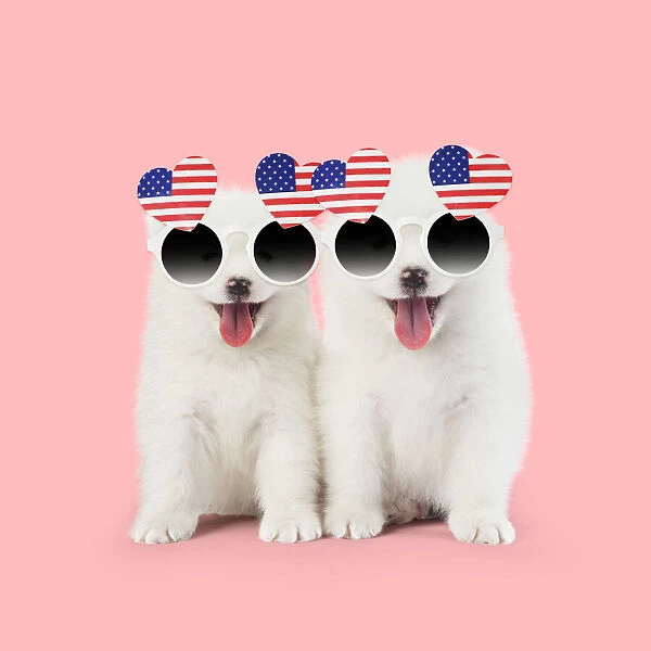 Samoyed puppies, mouths open on pink wearing heart shaped American flag glasses