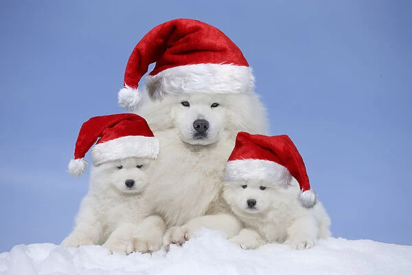 Samoyeds wearing Christmas hats Samoyeds wearing