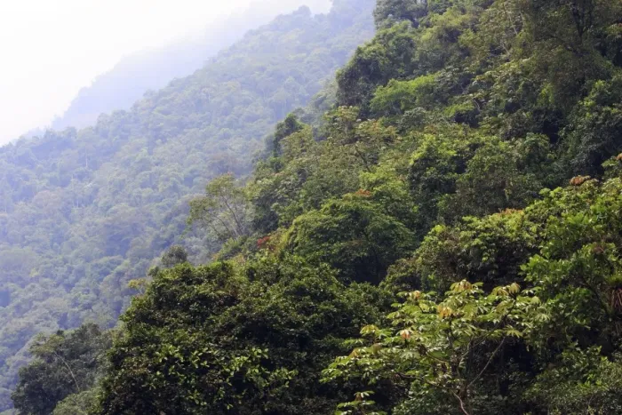 Framed Print : San Isidro Tropical Rainforest. Andes - Merida - Venezuela