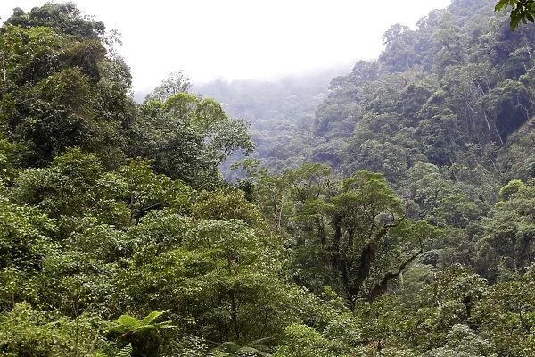 San Isidro Tropical Rainforest. Andes - Merida - Venezuela