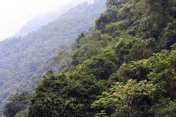 San Isidro Tropical Rainforest. Andes - Merida - Venezuela