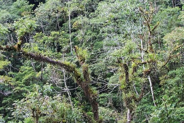 San Isidro Tropical Rainforest. Andes - Merida