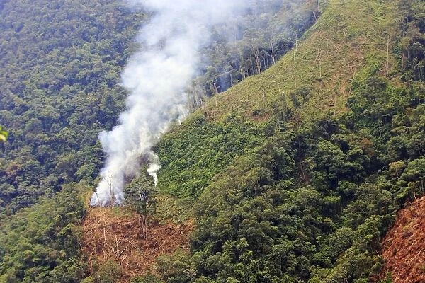 San Isidro Tropical Rainforest - deforestation - burning & cutting trees. Andes - Merida - Venezuela