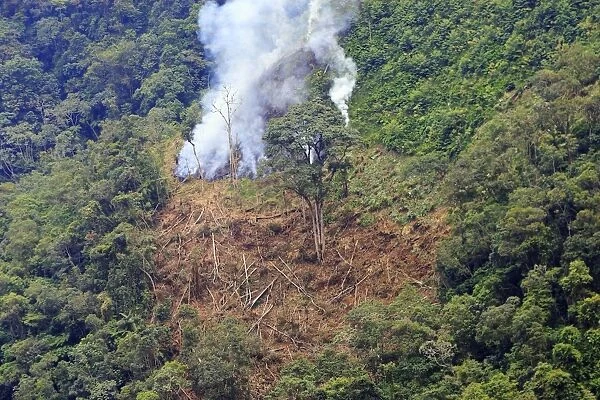 San Isidro Tropical Rainforest - deforestation - burning trees. Andes - Merida - Venezuela