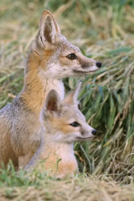 Framed Print : San Joaquin Kit Fox