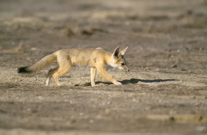 Framed Print : San Joaquin Kit Fox Framed Print : San Joaquin Kit Fox