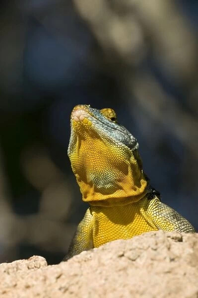 San Lucan Rock Lizard - Native to cape region of Baja California-rock dweller-excellent climber-eats leaves-blossums-berries and insects. USA