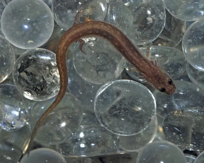 Framed Print : San Marcos Salamander- endangered species, only found in headwaters of San Marcos River, Texas. Here hiding among glass spheres Framed Print : San Marcos Salamander- endangered species, only found in headwaters of San Marcos River, Texas. Here hiding among glass spheres
