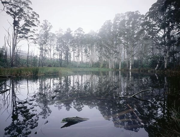 Sanatorium Lake with rising mist, Mount Macedon, Victoria, Australia JLR04078