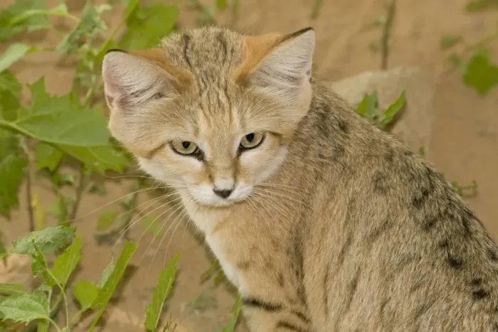 Framed Print : Sand Cat - Abu Dhabi - United Arab Emirates Framed Print : Sand Cat - Abu Dhabi - United Arab Emirates