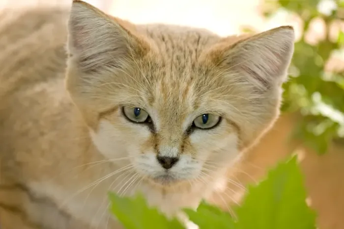 Framed Print : Sand Cat - Abu Dhabi - United Arab Emirates Framed Print : Sand Cat - Abu Dhabi - United Arab Emirates