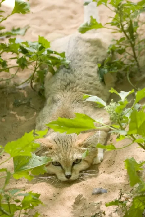 Framed Print : Sand Cat - Abu Dhabi - United Arab Emirates Framed Print : Sand Cat - Abu Dhabi - United Arab Emirates