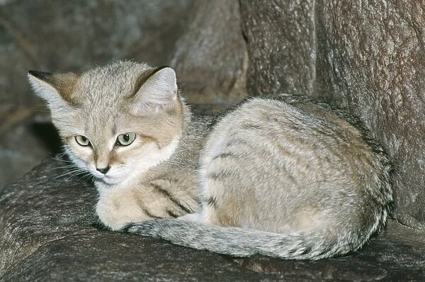 Sand Cat Deserts; North Africa & Central Asia