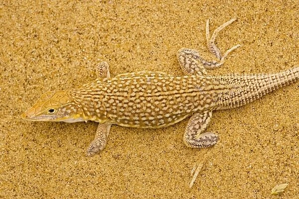 Sand diver lizard  /  Shovel-snouted lizard - on the coastal dunes of Namibia