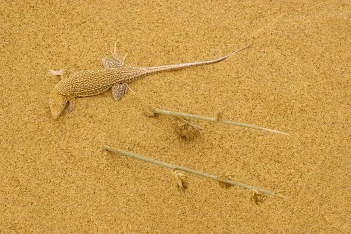 Framed Print : Sand diver lizard / Shovel-snouted lizard - on the coastal dunes of Namibia Framed Print : Sand diver lizard / Shovel-snouted lizard - on the coastal dunes of Namibia