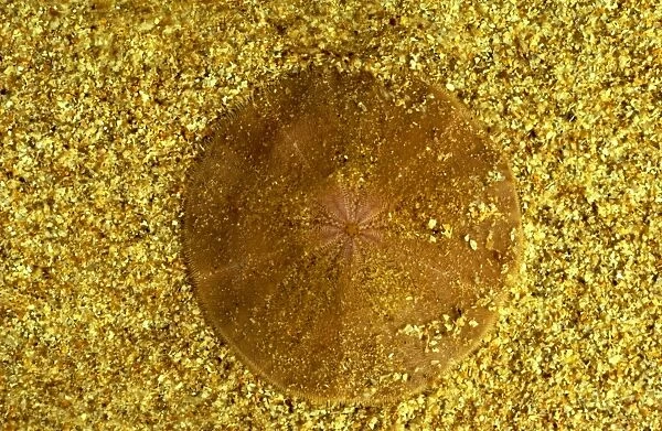 Sand Dollar (a sea urchin) - Top side, Cobourg Peninsula, Arnhemland, Northern Territory, Australia JPF19799