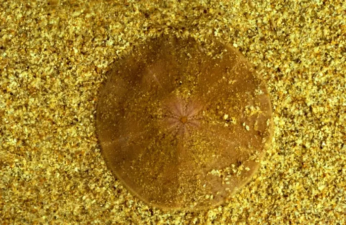 Framed Print : Sand Dollar (a sea urchin) - Top side, Cobourg Peninsula, Arnhemland, Northern Territory, Australia JPF19799 Framed Print : Sand Dollar (a sea urchin) - Top side, Cobourg Peninsula, Arnhemland, Northern Territory, Australia JPF19799