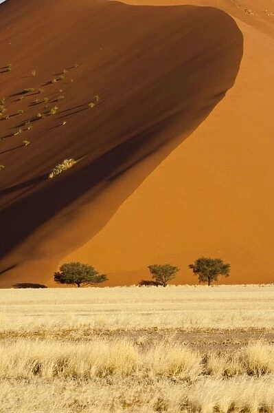 Sand dune and trees - Sossusvlei - Namibia